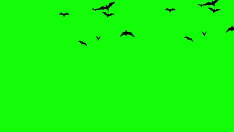 Halloween-bats-flying-loop-animation-Halloween-concept-element-with-alpha-channel